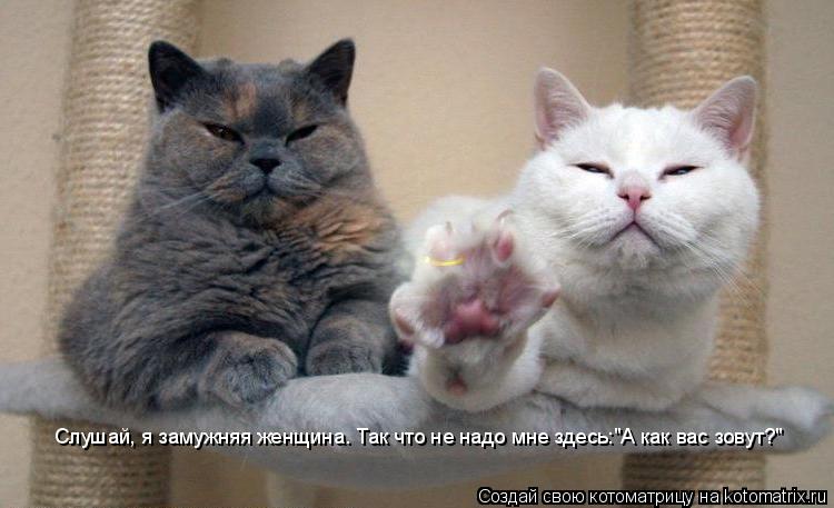Котоматрица: Слушай, я замужняя женщина. Так что не надо мне здесь:"А как вас зовут?"