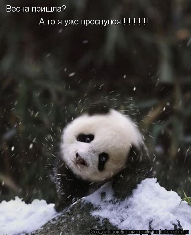 Котоматрица: Весна пришла?  А то я уже проснулся!!!!!!!!!!!