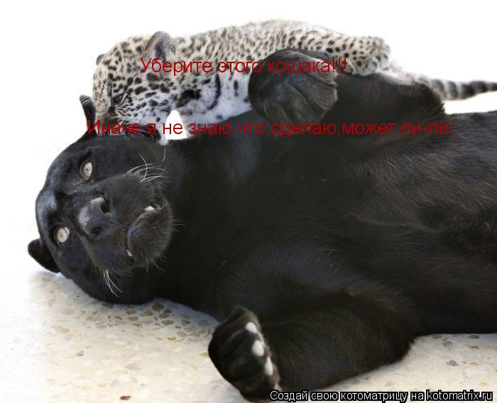 Котоматрица: Уберите этого кошака!!! Иначе я не знаю что сделаю,может пи-пи