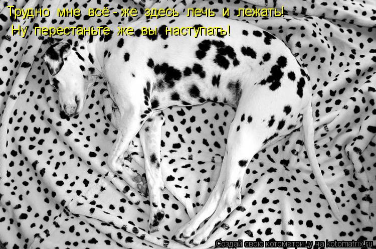 Трудно мне всё - же здесь лечь и лежать! Ну перестаньте же вы наступать!... Котоматрица: Трудно мне всё - же здесь лечь и лежать! Ну перестаньте же вы наступать!