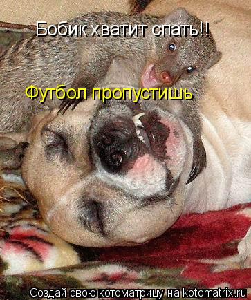 Бобик хватит спать!! Футбол пропустишь... Котоматрица: Бобик хватит спать!! Футбол пропустишь