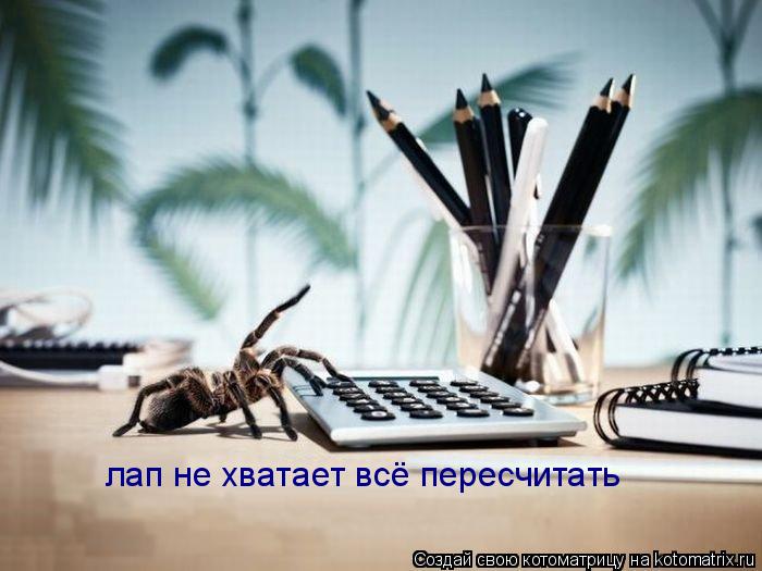 лап не хватает всё пересчитать... Котоматрица: лап не хватает всё пересчитать
