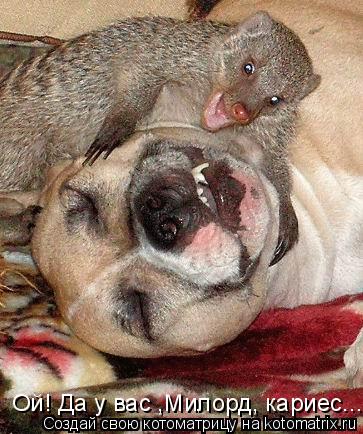 Ой! Да у вас ,Милорд, кариес....... Котоматрица: Ой! Да у вас ,Милорд, кариес....