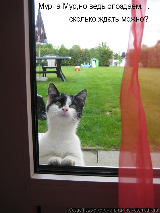 Мур, а Мур,но ведь опоздаем.... сколько ждать можно?.... Котоматрица: Мур, а Мур,но ведь опоздаем.... сколько ждать можно?.