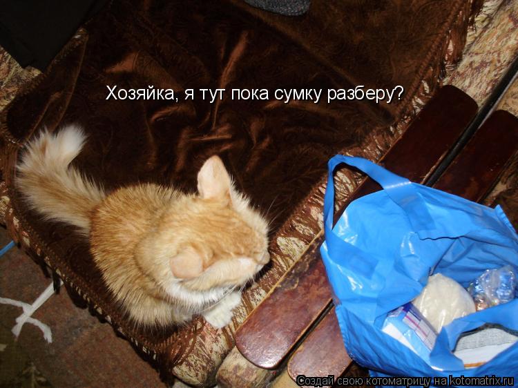 Хозяйка, я тут пока сумку разберу?... Котоматрица: Хозяйка, я тут пока сумку разберу?