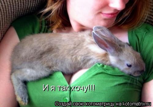 И я так хочу!!!... Котоматрица: И я так хочу!!!
