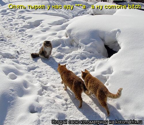 Опять тырил у нас еду ***а а ну comone bitch... Котоматрица: Опять тырил у нас еду ***а а ну comone bitch