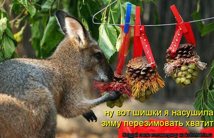 ну вот шишки я насушила зиму перезимовать хватит... Котоматрица: ну вот шишки я насушила зиму перезимовать хватит