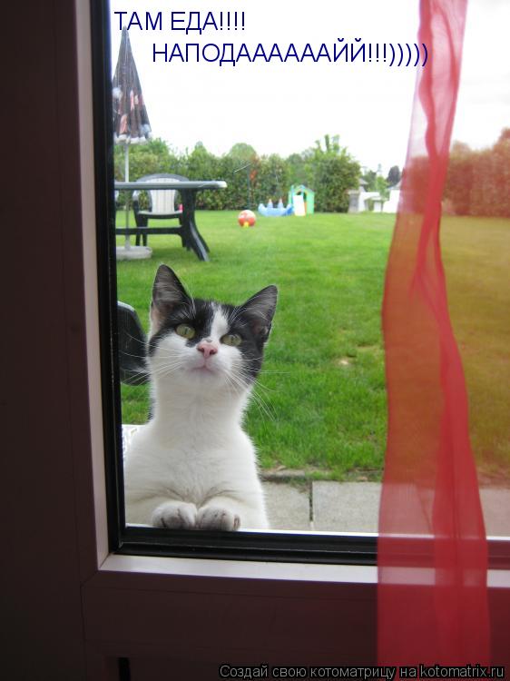 ТАМ ЕДА!!!! ТАМ ЕДА!!!! НАПОДААААААЙЙ!!!)))))... Котоматрица: ТАМ ЕДА!!!! ТАМ ЕДА!!!! НАПОДААААААЙЙ!!!)))))