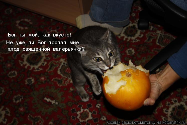 Бог ты мой, как вкусно! Не уже ли Бог послал мне плод священной валерьянки?... Котоматрица: Бог ты мой, как вкусно! Не уже ли Бог послал мне плод священной валерьянки?