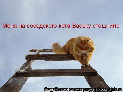 Меня на соседского кота Ваську стошнило... Котоматрица: Меня на соседского кота Ваську стошнило