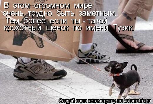В этом огромном мире очень трудно быть заметным. Тем более если ты - такой крохотный щ... Котоматрица: В этом огромном мире очень трудно быть заметным. Тем более если ты - такой крохотный щенок по имени Тузик.