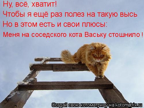 Ну, всё, хватит! Чтобы я ещё раз полез на такую высь Но в этом есть и свои плюсы: Меня на соседского ... Котоматрица: Ну, всё, хватит! Чтобы я ещё раз полез на такую высь Но в этом есть и свои плюсы: Меня на соседского кота Ваську стошнило !