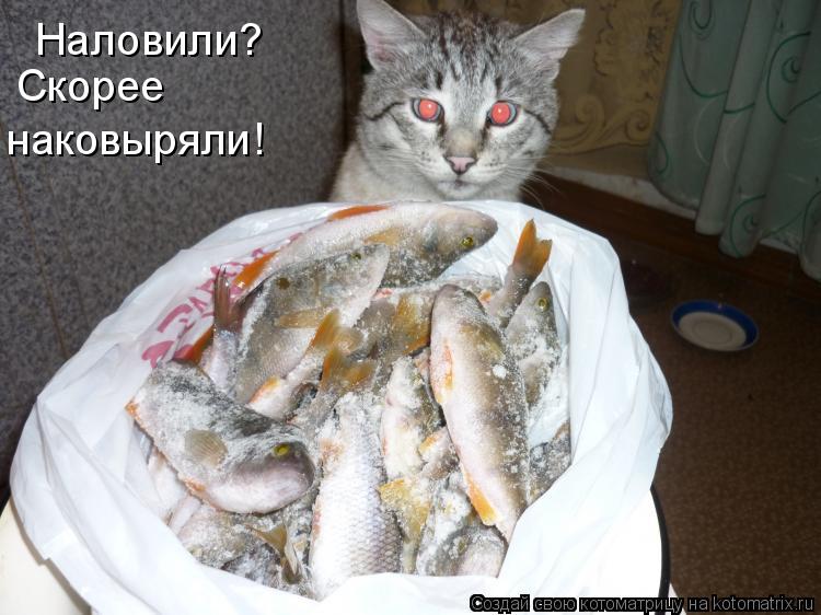 Наловили? Скорее наковыряли!... Котоматрица: Наловили? Скорее наковыряли!