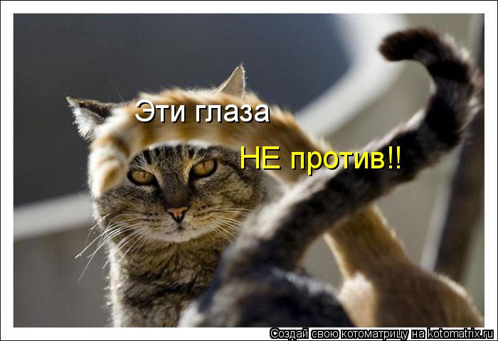 Эти глаза НЕ против!!... Котоматрица: Эти глаза НЕ против!!