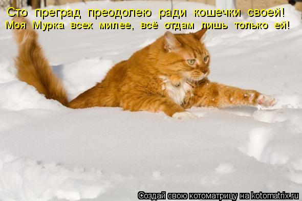 Сто преград преодолею ради кошечки своей! Моя Мурка всех милее, всё отдам лишь только ей... Котоматрица: Сто преград преодолею ради кошечки своей! Моя Мурка всех милее, всё отдам лишь только ей!