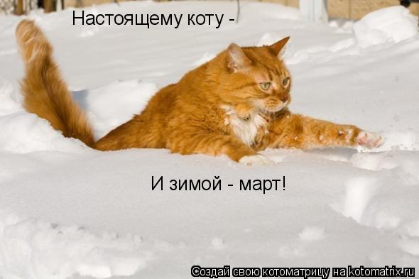 Настоящему коту - И зимой - март!... Котоматрица: Настоящему коту - И зимой - март!
