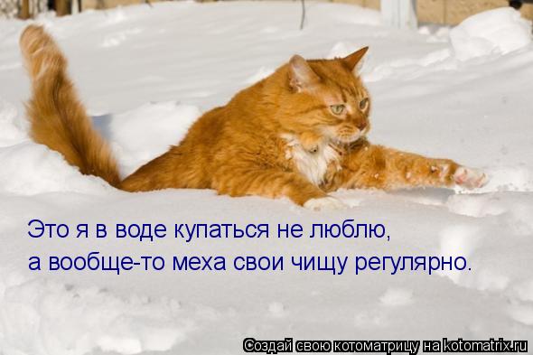 Котоматрица: Это я в воде купаться не люблю, а вообще-то меха свои чищу регулярно.