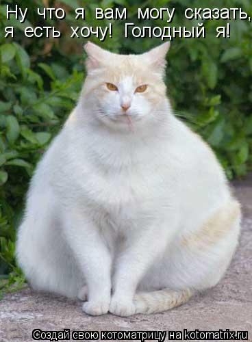 Ну что я вам могу сказать, я есть хочу! Голодный я!... Котоматрица: Ну что я вам могу сказать, я есть хочу! Голодный я!