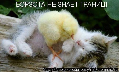БОРЗОТА НЕ ЗНАЕТ ГРАНИЦ!... Котоматрица: БОРЗОТА НЕ ЗНАЕТ ГРАНИЦ!