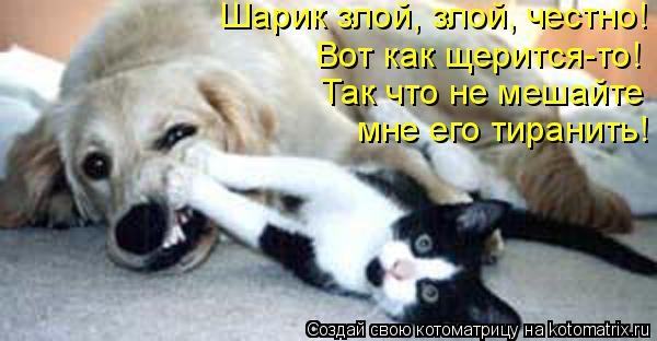 Шарик злой, злой, честно! Вот как щерится-то! Так что не мешайте мне его тиранить!... Котоматрица: Шарик злой, злой, честно! Вот как щерится-то! Так что не мешайте мне его тиранить!