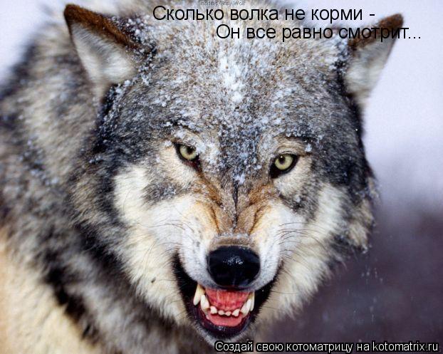 Сколько волка не корми - Он все равно смотрит...... Котоматрица: Сколько волка не корми - Он все равно смотрит...