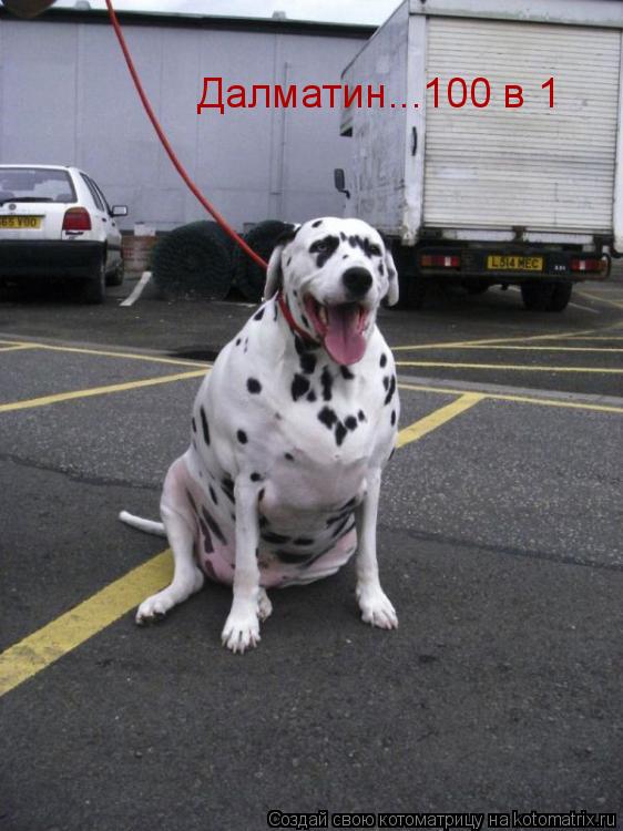 Котоматрица: Далматин...100 в 1