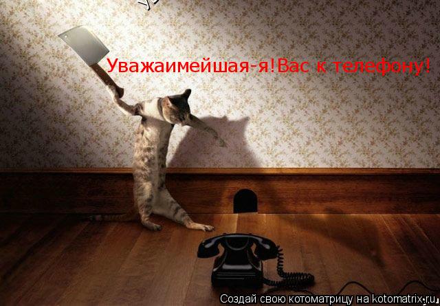 Котоматрица: Уважаимейшая-я!Вас к телефону! Уважаимейшая-я!Вас к телефону!