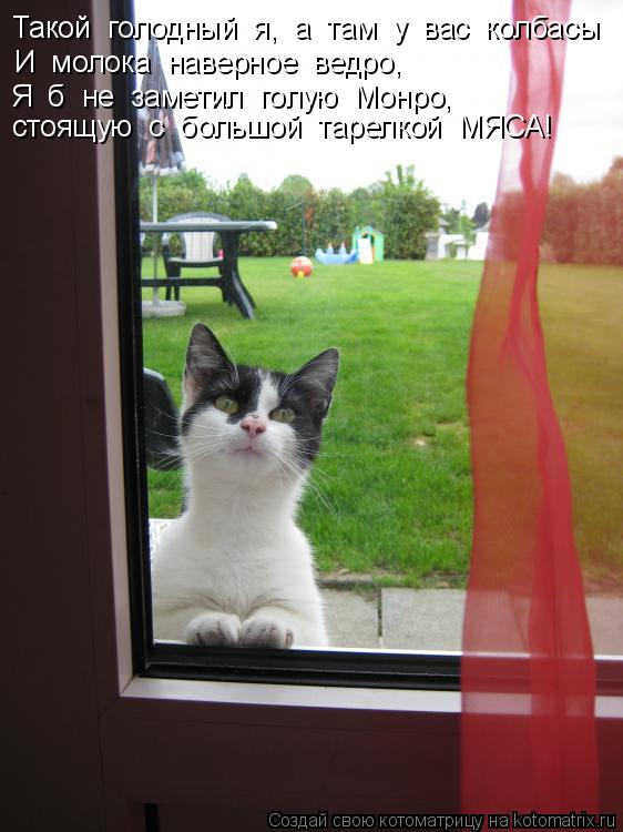 Котоматрица: Такой  голодный  я,  а  там  у  вас  колбасы И  молока  наверное  ведро, Я  б  не  заметил  голую  Монро, стоящую  с  большой  тарелкой  МЯСА!