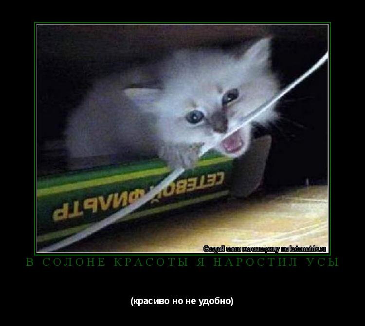 Котоматрица: В солоне красоты я наростил усы (красиво но не удобно)