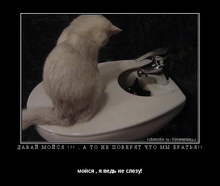 Котоматрица: Давай мойся !!! , а то не поверят что мы братья!! мойся , я ведь не слезу!