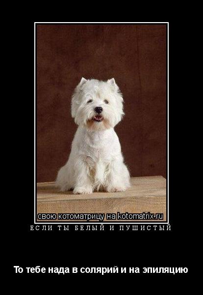 Котоматрица: Если ты белый и пушистый То тебе нада в солярий и на эпиляцию