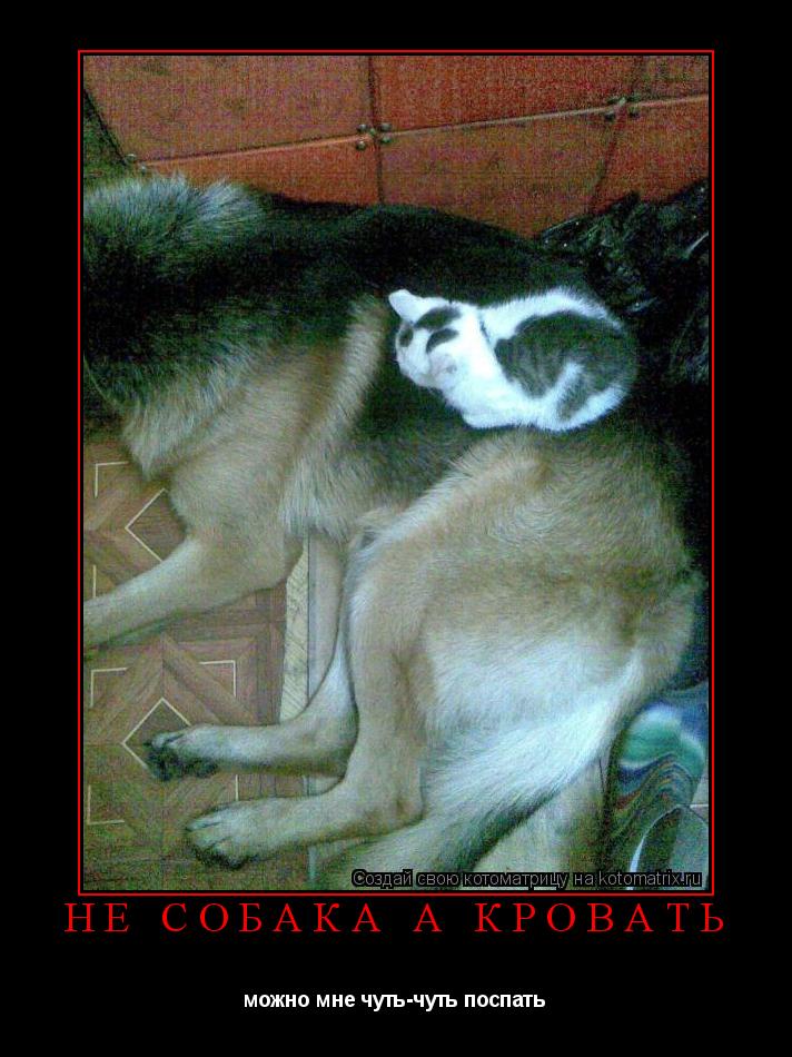 Котоматрица: Не собака а кровать можно мне чуть-чуть поспать