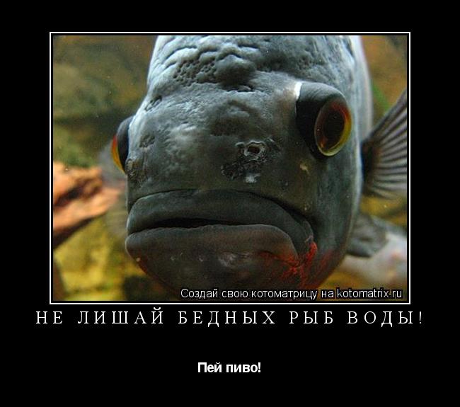 Котоматрица: Не лишай бедных рыб воды! Пей пиво!