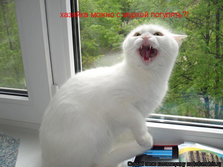 Котоматрица: хазяйка можно с муркой погулять?!