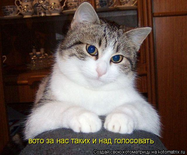 Котоматрица: вото за нас таких и над голосовать