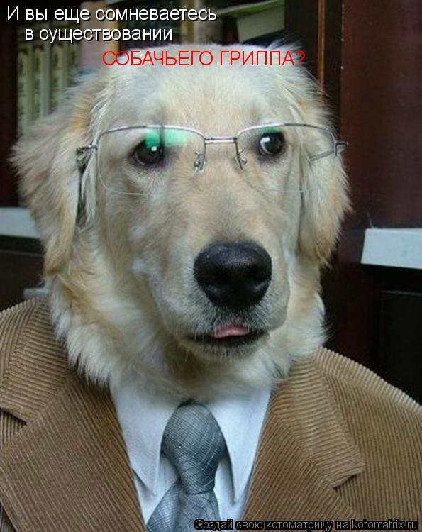 Котоматрица: И вы еще сомневаетесь  в существовании СОБАЧЬЕГО ГРИППА?