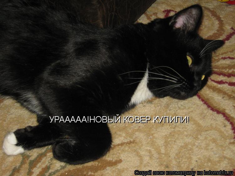 УРААААА!НОВЫЙ КОВЕР КУПИЛИ!... Котоматрица: УРААААА!НОВЫЙ КОВЕР КУПИЛИ!