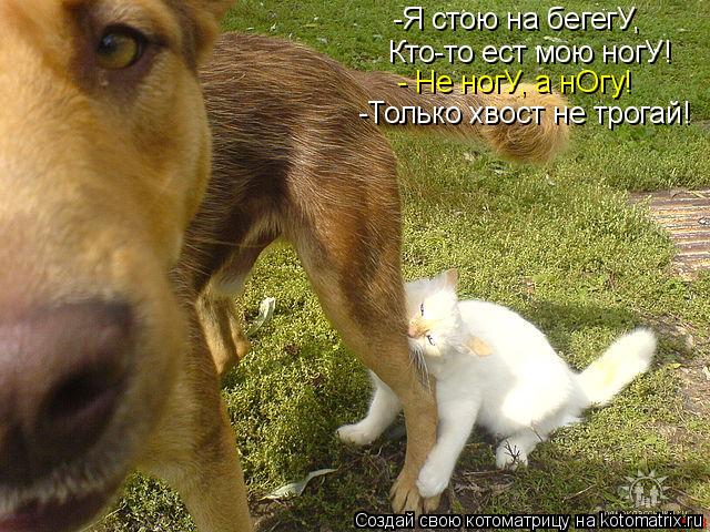 -Я стою на бегегУ, Кто-то ест мою ногУ! - Не ногУ, а нОгу! -Только хвост не трогай!... Котоматрица: -Я стою на бегегУ, Кто-то ест мою ногУ! - Не ногУ, а нОгу! -Только хвост не трогай!