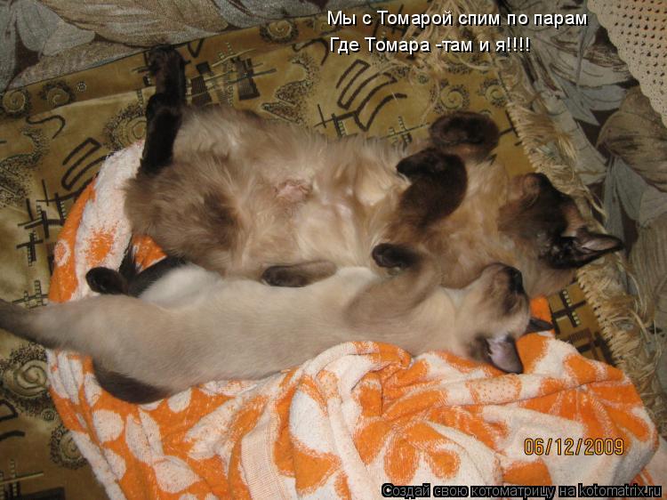 Котоматрица: Мы с Томарой спим по парам Где Томара -там и я!!!!