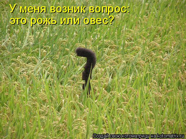 Котоматрица: У меня возник вопрос: это рожь или овес?