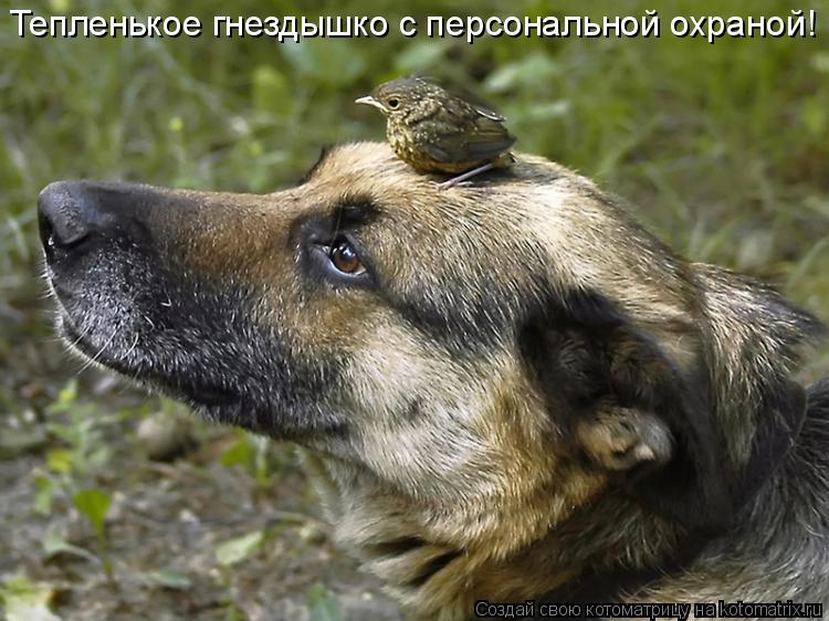 Котоматрица: Тепленькое гнездышко с персональной охраной!