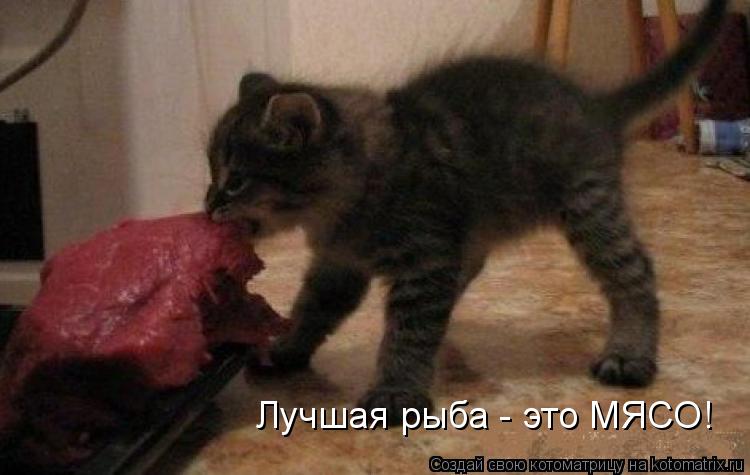 Котоматрица: Лучшая рыба - это МЯСО!