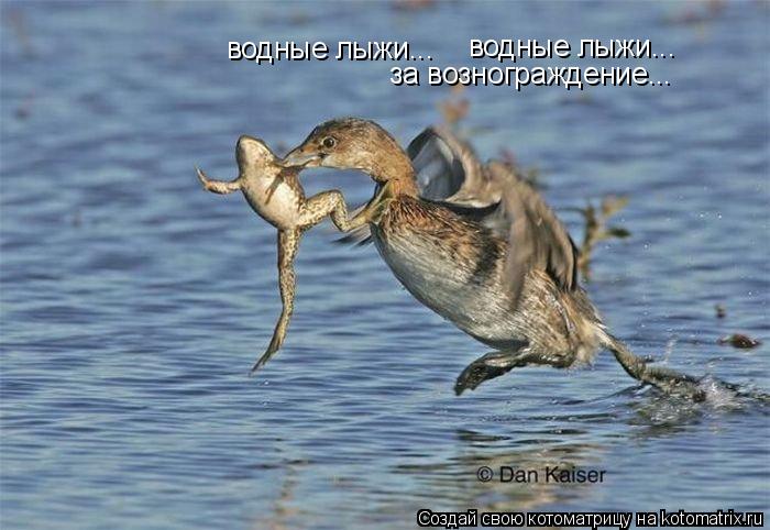 Котоматрица: водные лыжи... водные лыжи... за вознограждение...