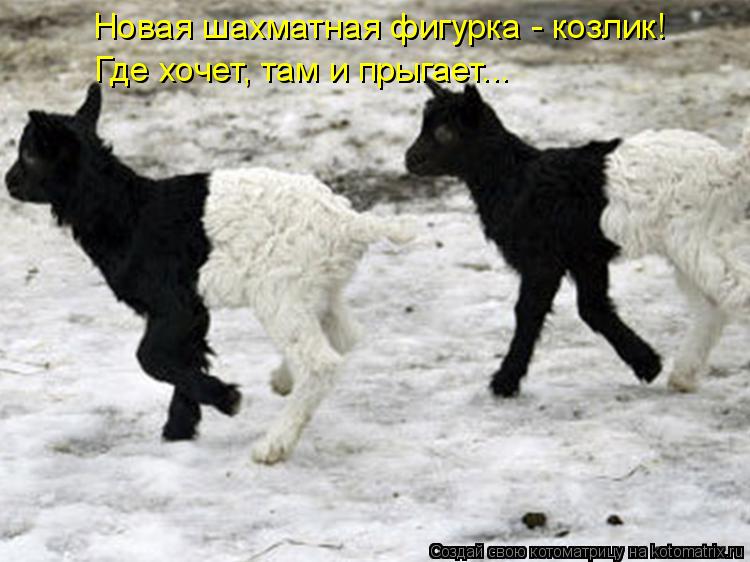 Котоматрица: Новая шахматная фигурка - козлик! Где хочет, там и прыгает...