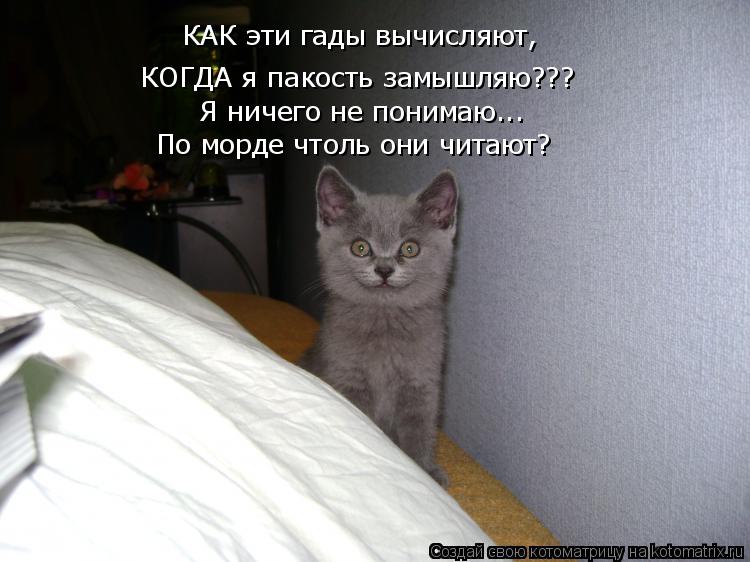 КАК эти гады вычисляют, КОГДА я пакость замышляю??? Я ничего не понимаю... По морде чтоль они читают?... Котоматрица: КАК эти гады вычисляют, КОГДА я пакость замышляю??? Я ничего не понимаю... По морде чтоль они читают?