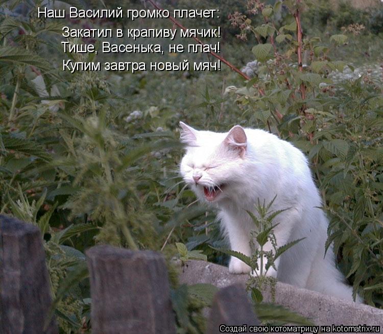 Котоматрица: Закатил в крапиву мячик! Тише, Васенька, не плач! Наш Василий громко плачет: Купим завтра новый мяч!