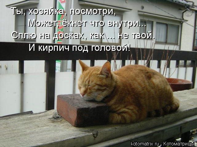 Котоматрица: Ты, хозяйка, посмотри, Может, ёкнет что внутри... И кирпич под головой! Сплю на досках, как ... не твой.