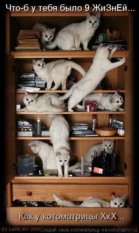 Котоматрица: Что-б у тебя было 9 ЖиЗнЕй... Как у котоматрицы ХхХ...