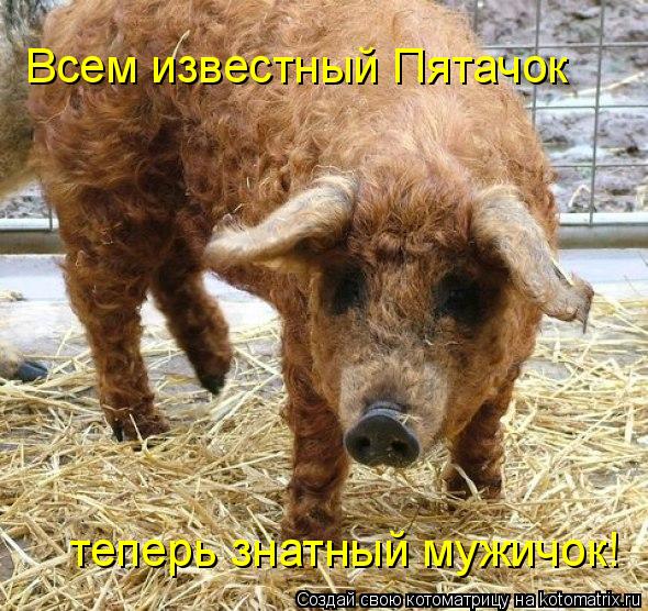 Котоматрица: Всем известный Пятачок теперь знатный мужичок!